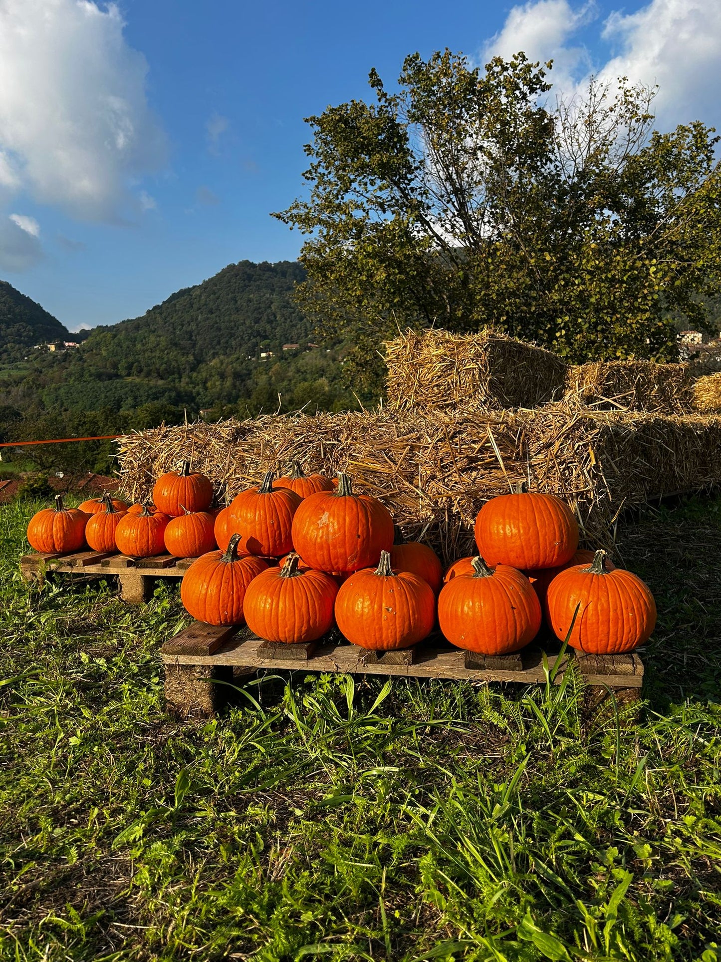 Biglietto campo delle zucche