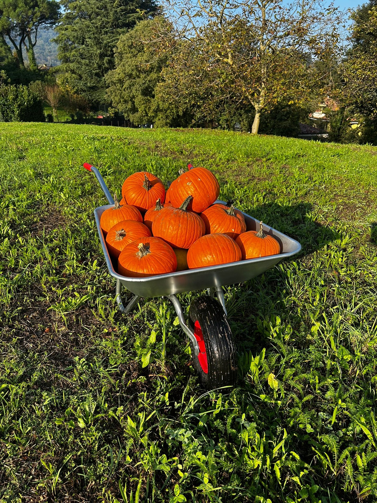 Biglietto campo delle zucche