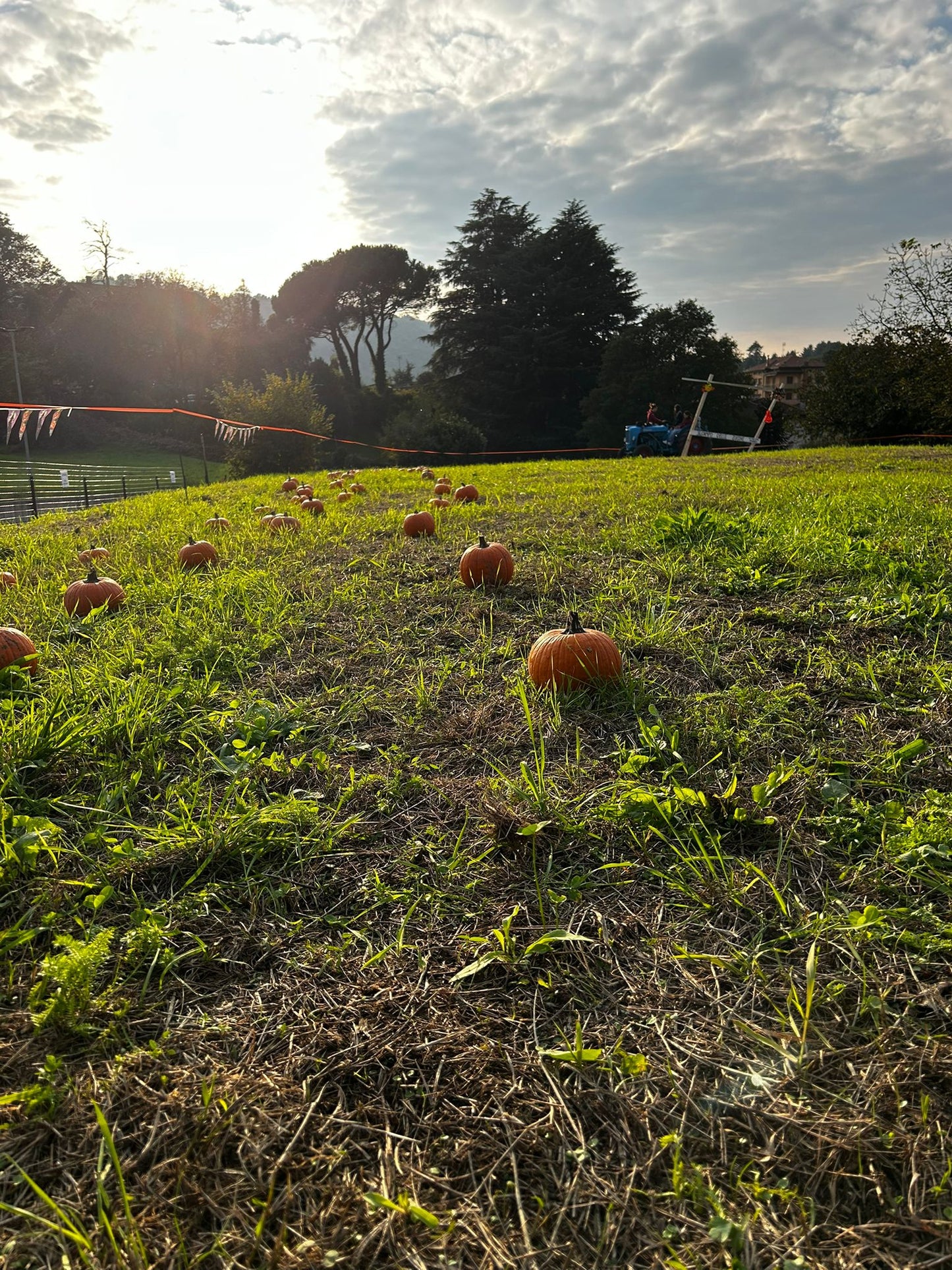 Biglietto campo delle zucche